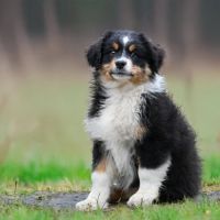 Berger australien lof