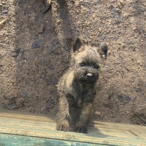 Chiot cairn terrier #2