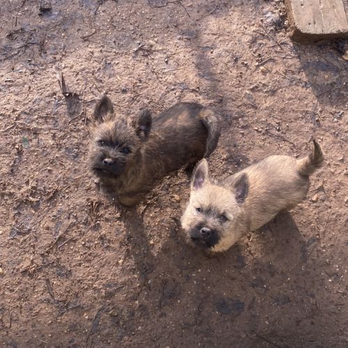 Chiot cairn terrier #4