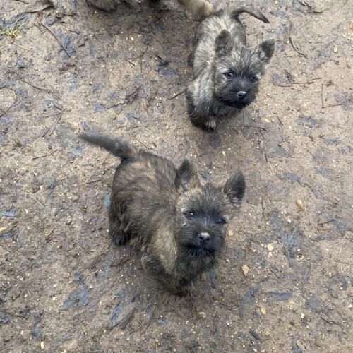 Chiot cairn terrier #6