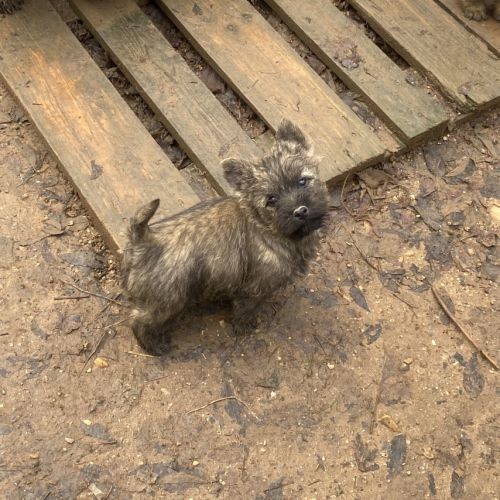 Chiot cairn terrier #7