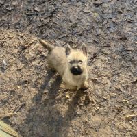 Chiot cairn terrier #1