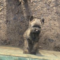 Chiot cairn terrier #2