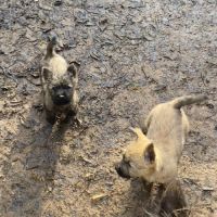 Chiot cairn terrier #3