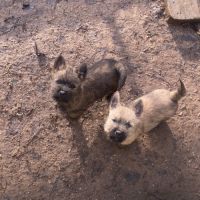 Chiot cairn terrier #4