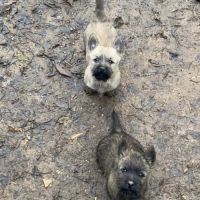 Chiot cairn terrier