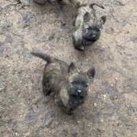 Chiot cairn terrier #6