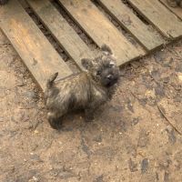 Chiot cairn terrier #7