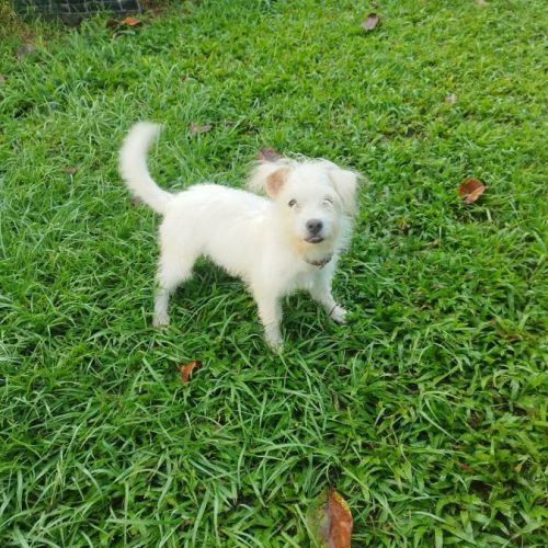 Anis, le plus mignon des x bichons #3