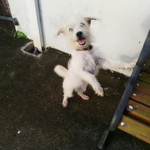 Anis, le plus mignon des x bichons #4