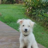 Anis, le plus mignon des x bichons #1