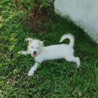 Anis, le plus mignon des x bichons