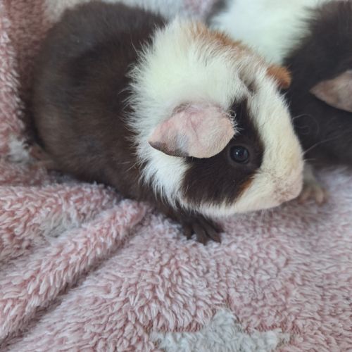 Petites femelles us teddy pure race #2