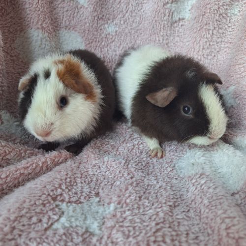 Petites femelles us teddy pure race