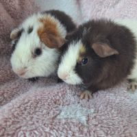 Petites femelles us teddy pure race #1