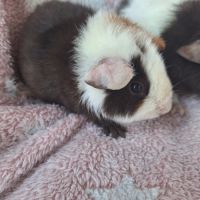 Petites femelles us teddy pure race #2