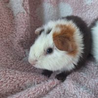 Petites femelles us teddy pure race #3