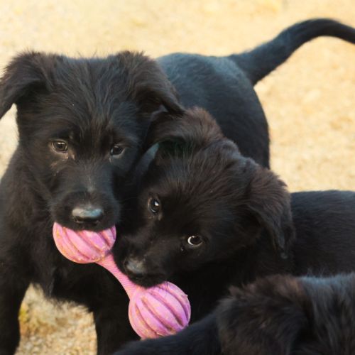 Magnifiques chiots shepadoodle #0