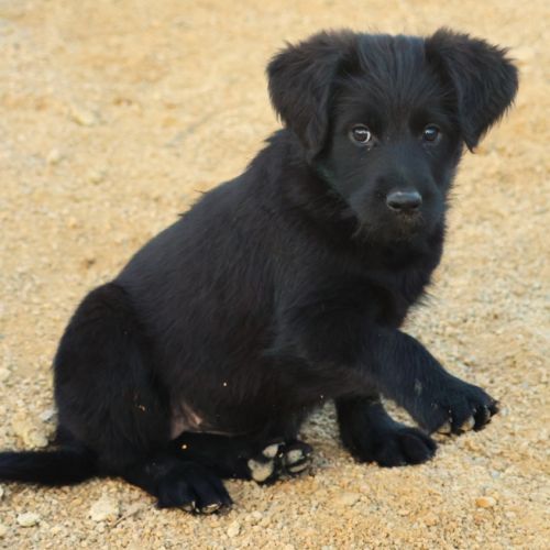 Magnifiques chiots shepadoodle #2