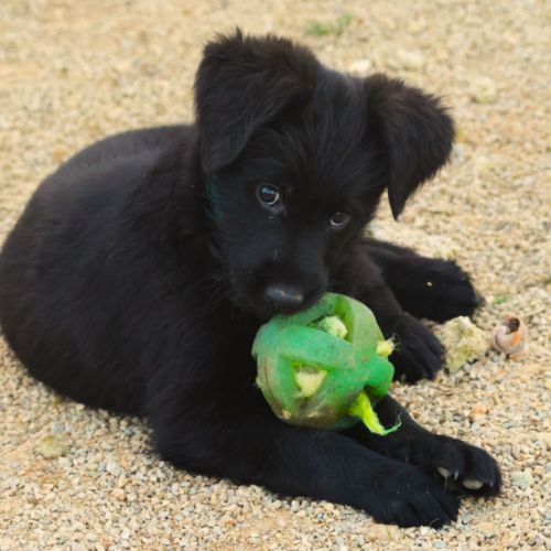 Magnifiques chiots shepadoodle #4