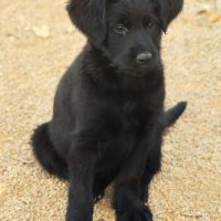 Magnifiques chiots shepadoodle #3