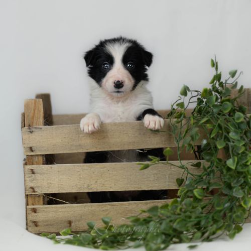 Chiot male border collie lof #3
