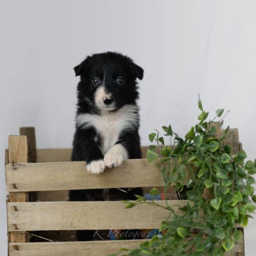 Chiot male border collie lof #4