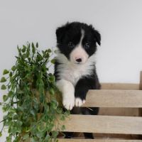 Chiot male border collie lof