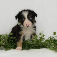 Chiot male border collie lof #2