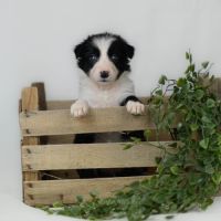 Chiot male border collie lof #3