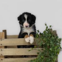 Chiot male border collie lof #5