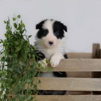Chiot male border collie lof #6