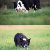 Chiot male border collie lof #7