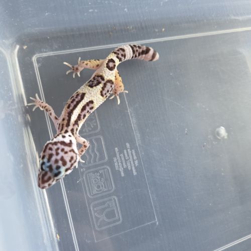 Gecko leopard juvenile femelle née le 21/08