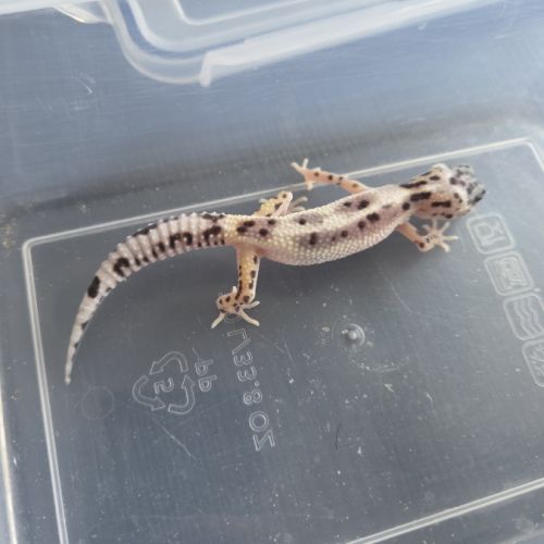 Gecko leopard juvenile née le 25 septembre