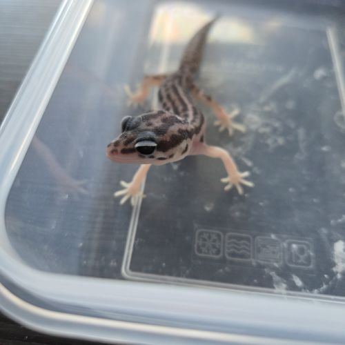 Gecko leopard juvenile née le 30 septembre