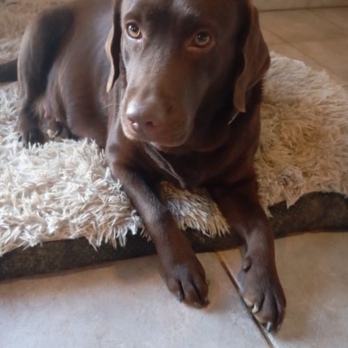 Chiots labrador prévus pour mi-janvier 2026 #0