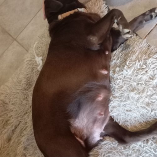 Chiots labrador prévus pour mi-janvier 2026 #2