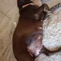 Chiots labrador prévus pour mi-janvier 2026 #2