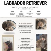 Femelle chocolat née le 18 janvier 2026