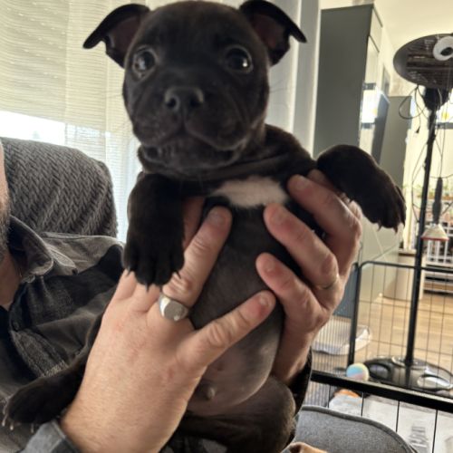 Chiots staffie #2