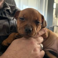Chiots staffie #6
