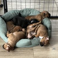 Chiots staffie #8