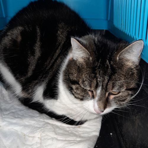 Zebulon chat adulte tgré #1