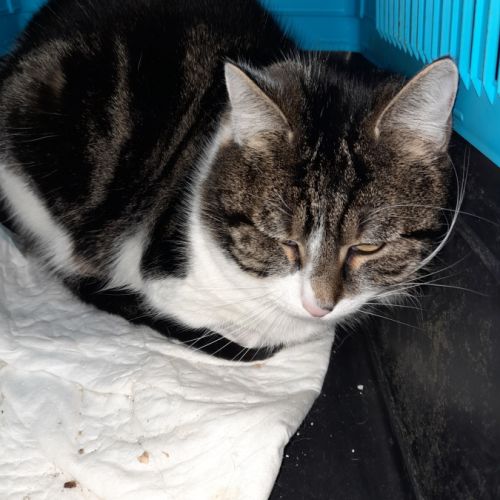 Zebulon chat adulte tgré