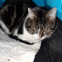 Zebulon chat adulte tgré #0