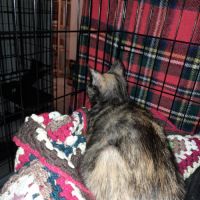 Kitty jeune chatte écaille de tortue #1