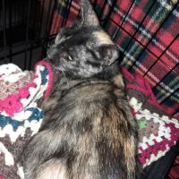 Kitty jeune chatte écaille de tortue #0