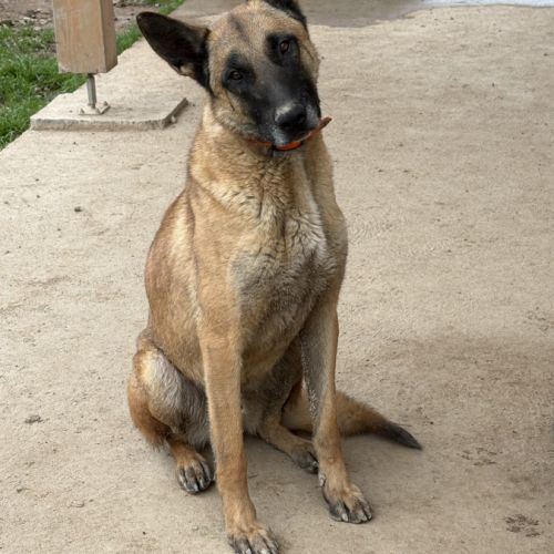 Berger belge malinois mâle #0