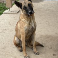 Berger belge malinois mâle